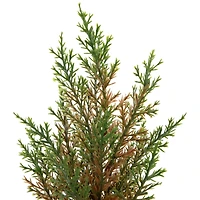 10" Unlit Cedar Artificial Christmas Tree Set
