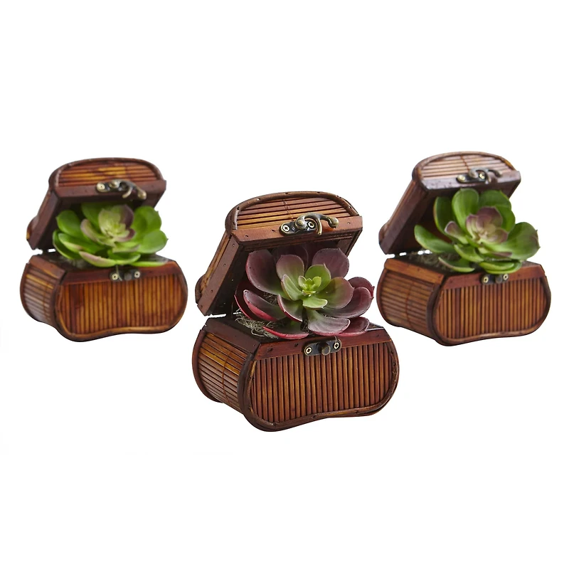 6" Echeveria in Chest Set, 3ct.