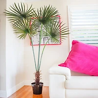 7ft. Potted Fan Palm Tree 