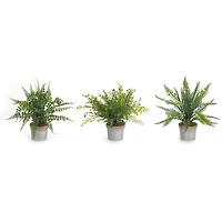 14.5" Fern Plant in Tin Pot Set 