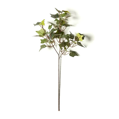 English Ivy Stem by Ashland®