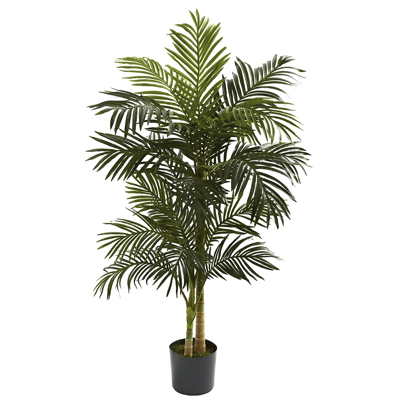 5ft. Potted Golden Cane Palm Tree