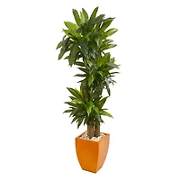 5.5ft. Dracaena Plant in Orange Planter 
