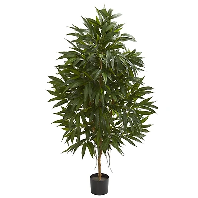5ft. Potted Royal Ficus Tree