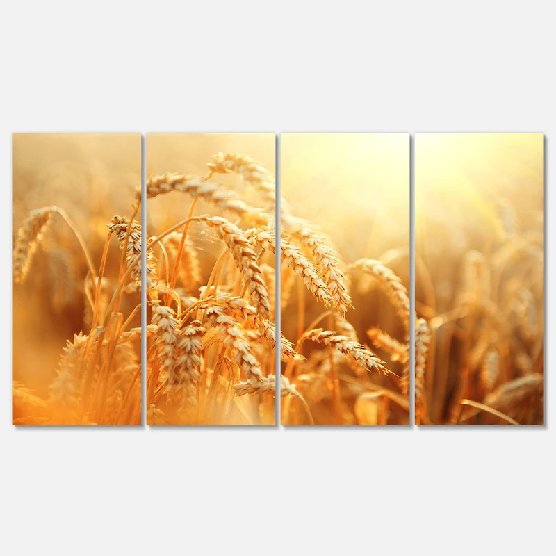 Designart - Ears of Golden Wheat Close up