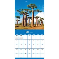 TF Publishing 2024 Trees Wall Calendar