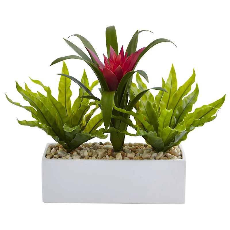 14" Bromeliad & Birds Nest Arrangement in Rectangular Planter