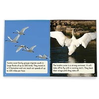 Junior Learning® Decodable Readers Fix Its Suffixes Non-Fiction Phase 6