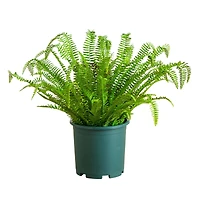 27in. UV Resistant Artificial Boston Fern Plant with Real Touch Leaves (Indoor/Outdoor)
