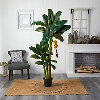 6ft. Potted Triple Stalk Banana Tree
