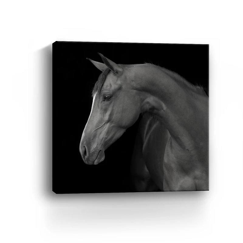 Lumaprints Jack Giclée Canvas