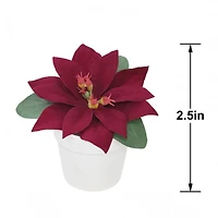 2.5" Premade Wine Velvet Poinsettia in White Terracotta Pot by Ashland®
