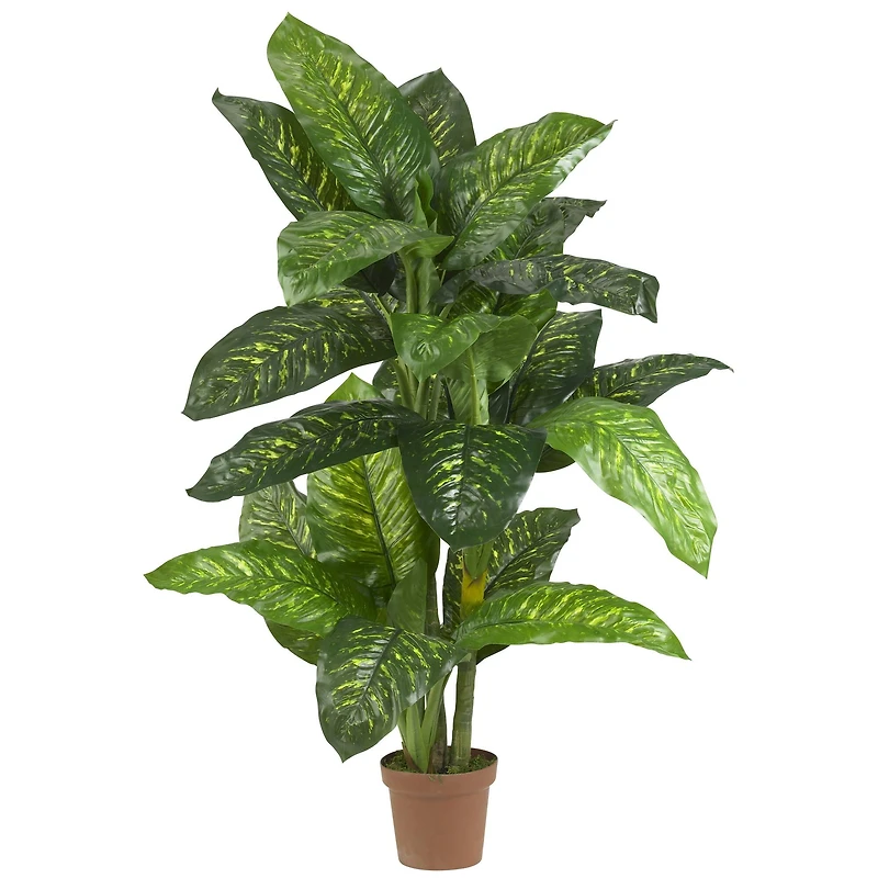 5ft. Potted Dumb Cane Plant