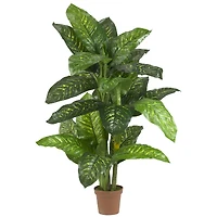 5ft. Potted Dumb Cane Plant