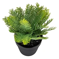 7.5" Green Chinese Yew Plant in Black Pot