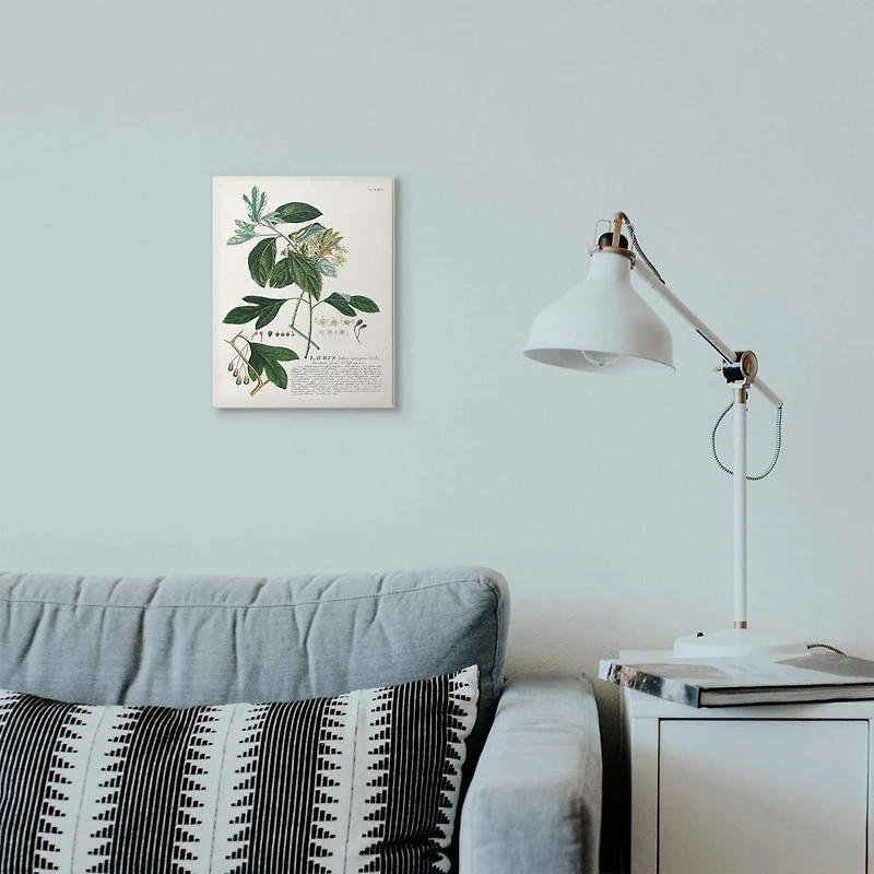 Stupell Industries Botanical Plant Lavrvs Illustration Wall Art Plaque
