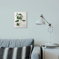Stupell Industries Botanical Plant Lavrvs Illustration Wall Art Plaque