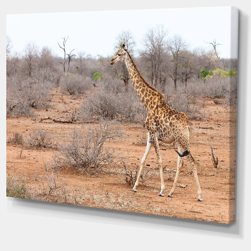 Designart - Giraffe Walking through African Forest