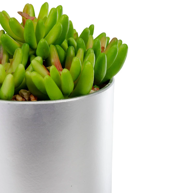 4.75" Potted Green Sedum Succulent