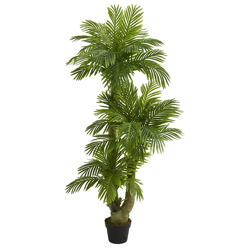 5ft. Potted Triple Phoenix Palm Tree