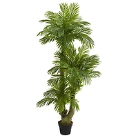5ft. Potted Triple Phoenix Palm Tree