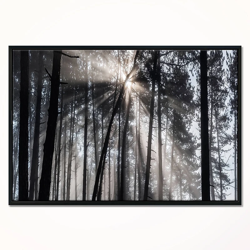 Designart - Sunbeams through Black White Forest