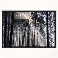 Designart - Sunbeams through Black White Forest