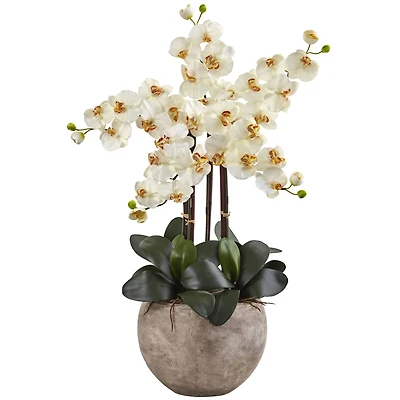 3ft. Moth Orchid Arrangement in Sand Colored Bowl