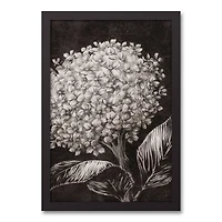 White Sketched Hydrangeas Black Framed Canvas