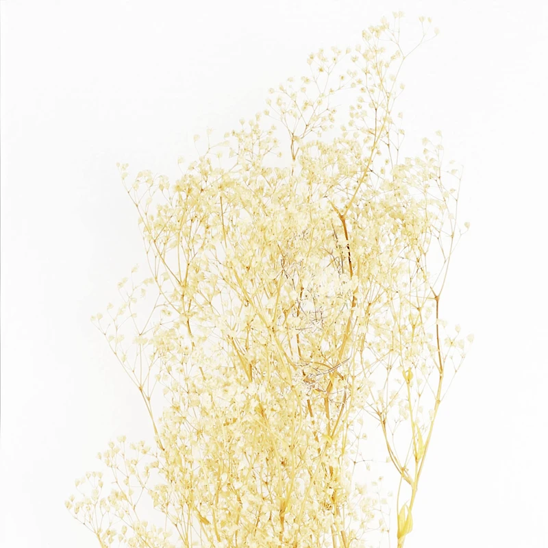 Natural Dried Baby's Breath by Ashland®