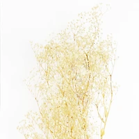Natural Dried Baby's Breath by Ashland®