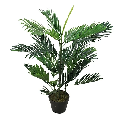 3.3ft. Green Potted Tropical Mini Palm Tree