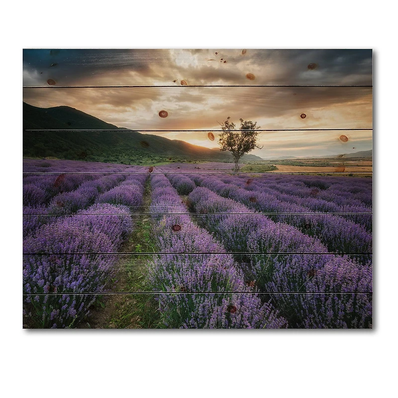 Designart - Sunrise & Dramatic Clouds Over Lavender Field VII