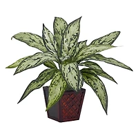 12" Potted Silver Queen Plant, 2ct.