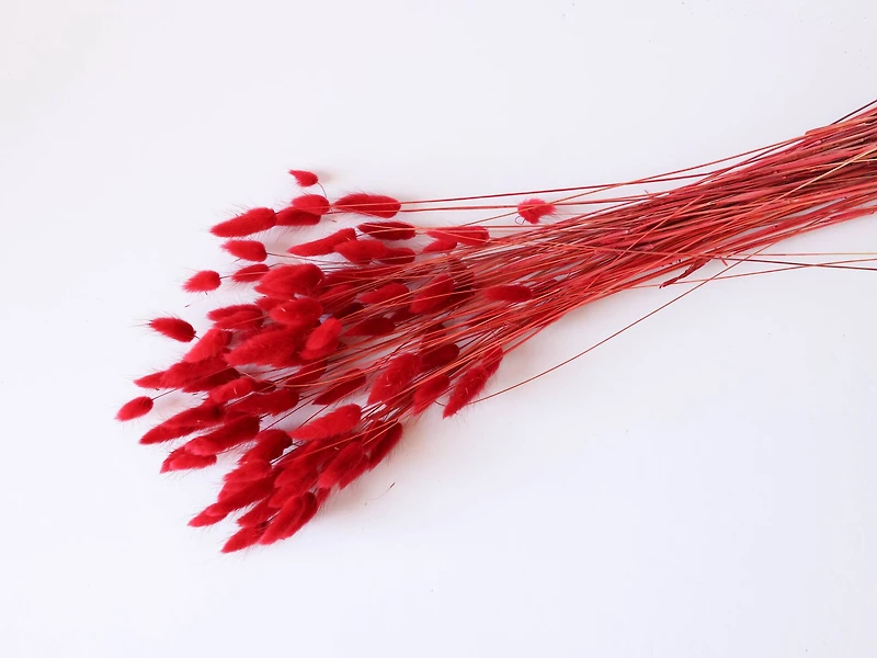 27" Dried Bunny Tail Grass by Ashland