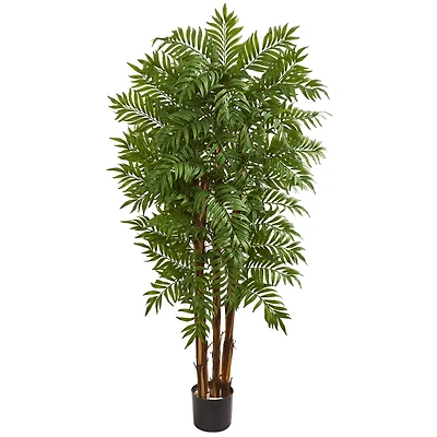5.5ft. Potted Parlour Palm Tree