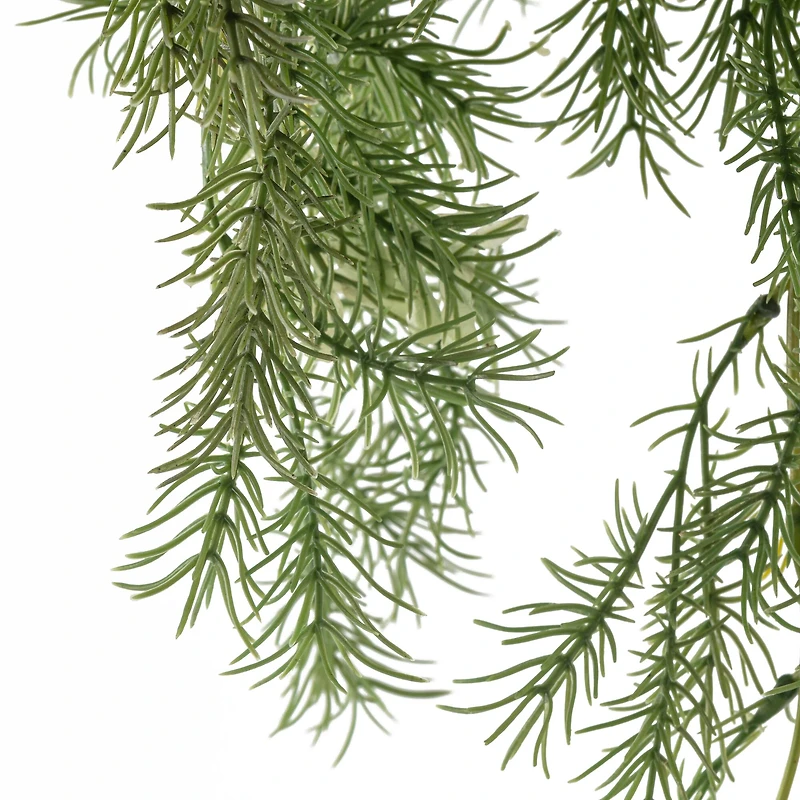 Sprengeri Bush by Ashland®