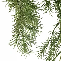 Sprengeri Bush by Ashland®