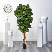 6ft. Potted Fiddle Leaf Fig Tree