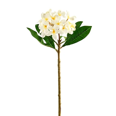 White Frangipani Stem by Ashland®