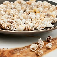12 Pack: Shell Beads by Bead Landing™