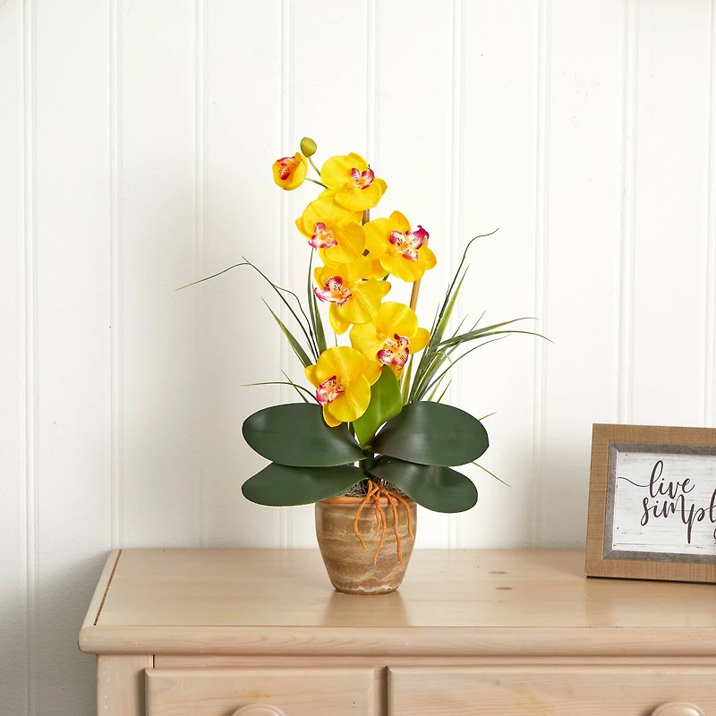 21'' Potted Yellow Moth Orchid Arrangement