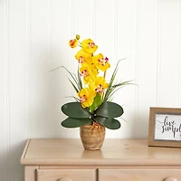 21'' Potted Yellow Moth Orchid Arrangement