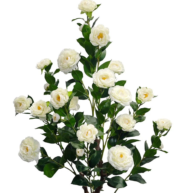 4ft. Potted Cream Camellia Tree by Ashland®