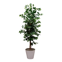 5.5ft. Artificial Ficus Double Stalk Tree in Hexagon Metal Planter