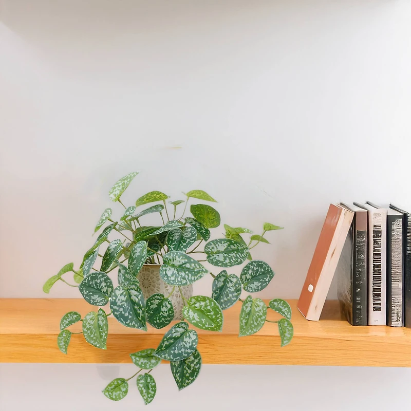 11" Silver Satin Pothos in Ceramic Pot by Ashland®