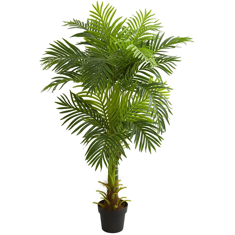 5ft. Potted Double Stalk Hawaii Palm Tree