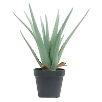 15" Potted Aloe Plant by Ashland®
