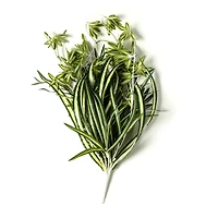 12 Pack: Light Green Variegated Spider Bush by Ashland®