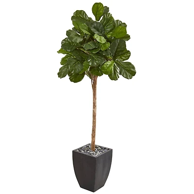 6ft. Fiddle Leaf Fig Tree in Black Planter